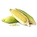Kandy Korn Hybrid Corn Garden Seeds - 1 Lb - Non-GMO Vegetable Gardening Seeds - Yellow Sweet (SE) Corn Seed & Micro Shoots new 2024