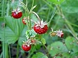 Photo Strawberry Seeds, Woodland Wild Strawberry Fruit/Plant Seeds, 150 Strawberry Seeds Per Packet, Non GMO Seeds, (Fragaria vesca), Isla's Garden Seeds, best price $6.75 ($0.04 / Count), bestseller 2024