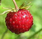 Photo Big Pack - (5,000) Wild Strawberry, Fragaria vesca Seeds - Non-GMO Seeds by MySeeds.Co (Big Pack - Wild Strawberry), best price $9.99 ($0.00 / Count), bestseller 2024