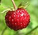 Big Pack - (5,000) Wild Strawberry, Fragaria vesca Seeds - Non-GMO Seeds by MySeeds.Co (Big Pack - Wild Strawberry) new 2022