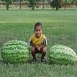 Photo Carolina Cross Watermelons Seeds (25+ Seeds), best price $5.69, bestseller 2024