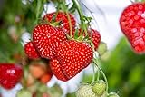Photo Giant Strawberry Seeds, (Isla's Garden Seeds), 50 Heirloom Seeds Per Packet, Non GMO Seeds, Botanical Name: Fragaria vesca, best price $8.65 ($0.17 / Count), bestseller 2024