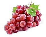 Photo 20+ Red Concord Grape Seeds - Grow Grape Vines for Wine Making, Fruit Dessert - Made in USA, Ships from Iowa., best price $9.09, bestseller 2024