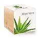 Feel Green 296244 Ecocube Aloe Vera, Nachhaltige Geschenkidee (100% Eco Friendly), Grow Your Own/Anzuchtset, Pflanzen Im Holzwürfel, Made in Austria neu 2023