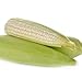 David's Garden Seeds Corn Dent Hickory King 2993 (White) 50 Non-GMO, Heirloom Seeds new 2024
