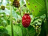 Photo Alpine Wild Strawberry Deesse des Valles Runnerless Remontant About 100 Seeds, best price $6.99, bestseller 2024