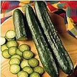 Photo Sweeter Yet Cucumbers Seeds (20+ Seeds) | Non GMO | Vegetable Fruit Herb Flower Seeds for Planting | Home Garden Greenhouse Pack, best price $3.69 ($0.18 / Count), bestseller 2024