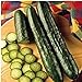 Sweeter Yet Cucumbers Seeds (20+ Seeds) | Non GMO | Vegetable Fruit Herb Flower Seeds for Planting | Home Garden Greenhouse Pack new 2024