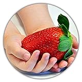 Foto Riesenerdbeeren - Fragaria Ananassa - Erdbeersamen - 50 Samen - Größte Erdbeere Der Welt - Intensiver Geschmack - Vitaminreich, bester Preis 3,49 € (0,07 € / stück), Bestseller 2024