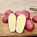 NAttnJf Samen zum Pflanzen, 100 Stück Pflanzensamen Köstliche, nicht gentechnisch veränderte, seltene Kartoffel-Gemüsesamen mit roter Haut für Bauernhöfe - Kartoffelsamen neu 2023