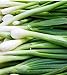 300 Tokyo Long White Bunching Onion Seeds | Non-GMO | Fresh Garden Seeds new 2024