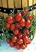 Salerno Seeds Grape Tomato Crovarese Pomodoro Heirloom Tomato 3 Grams Made in Italy Italian Non-GMO new 2024