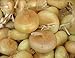Onion Seeds - Borettana Cippolini - Classic Button Shape - 