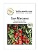 San Marzano BIO Tomatensamen von Bobby-Seeds Portion neu 2024