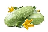 Photo Summer Squash, Zucchini Grey Seeds, best price $5.99, bestseller 2024