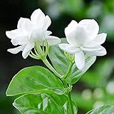 Photo 50Pièces graines de jasmin blanc fleurs à double tête graines de fleurs d'escalade vivaces petit parfum agréable et frais, meilleur prix 6,49 €, best-seller 2024