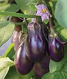 Photo Burpee Patio Baby Eggplant Seeds 30 seeds, best price $8.73 ($0.29 / Count), bestseller 2024