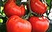250 Tomato Seeds Manitoba| Non-GMO | Fresh Garden Seeds new 2024