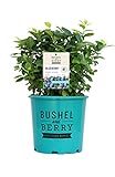 Photo Bushel and Berry™ - Vaccinium Pink Icing (Blueberry) Edible-Shrub, , #2 - Size Container, best price $33.99, bestseller 2024
