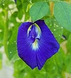 Photo Butterfly Pea Vine Seeds: Rich Royal Blue, Clitoria ternatea, Bunga telang, Edible/Tea and Decorative, Butterfly Garden/Host Plant (20+ Seeds) from USA!, best price $6.99, bestseller 2024