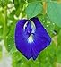 Butterfly Pea Vine Seeds: Rich Royal Blue, Clitoria ternatea, Bunga telang, Edible/Tea and Decorative, Butterfly Garden/Host Plant (20+ Seeds) from USA! new 2024