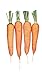 Burpee Touchon Carrot Seeds 3500 seeds new 2024