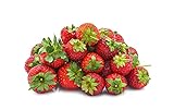 Photo Seascape Everbearing Strawberry Bare Roots Plants, 25 per Pack, Hardy Plants Non GMO, best price $15.99, bestseller 2024
