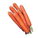 Photo Burpee Nantes Half Long Carrot Seed Tape 83 per tape, best price $9.40, bestseller 2024