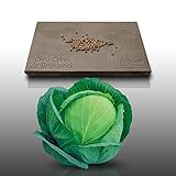Photo 100 graines - CHOU CABUS - de Brunswick - Brassica oleracea, meilleur prix 2,19 € (0,02 € / unité), best-seller 2024