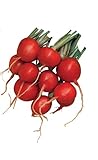 Photo Burpee Cherry Belle Radish Seeds 2000 seeds, best price $9.96, bestseller 2024