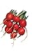 Burpee Cherry Belle Radish Seeds 2000 seeds new 2024