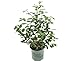 Premier Plant Solutions 19558 High Bush Plants That Work Blueberry (Vaccinium) Duke, 1 Gallon new 2024