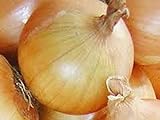 Photo Onion, Texas Early Grano Onion Seeds, Heirloom, Non GMO 25+ Seeds, Short Day, Vidiala Type, best price $1.99, bestseller 2024