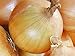 Onion, Texas Early Grano Onion Seeds, Heirloom, Non GMO 25+ Seeds, Short Day, Vidiala Type new 2024