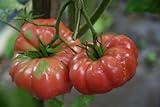 Photo 75+ Giant Belgium Tomato Seeds- Heirloom Variety, best price $3.99, bestseller 2024