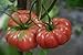 75+ Giant Belgium Tomato Seeds- Heirloom Variety new 2024