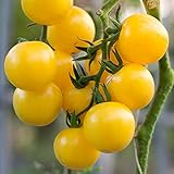 Photo Currant Yellow Cherry Tomato Seeds for Planting - 250 mg Packet ~60 Seeds - Solanum lycopersicum - Farm & Garden Vegetable Seeds - Cherry Tomato Seed -Non-GMO, Heirloom, Open Pollinated, Annual, best price $3.29, bestseller 2024