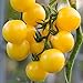 Currant Yellow Cherry Tomato Seeds for Planting - 250 mg Packet ~60 Seeds - Solanum lycopersicum - Farm & Garden Vegetable Seeds - Cherry Tomato Seed -Non-GMO, Heirloom, Open Pollinated, Annual new 2024