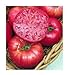 75+ Mortgage Lifter Tomato Seeds- Heirloom Variety- by Ohio Heirloom Seeds new 2023