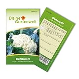 Foto Blumenkohl Erfurt Samen - Brassica oleracea - Blumenkohlsamen - Gemüsesamen - Saatgut für 80 Pflanzen, bester Preis 1,99 € (0,02 € / stück), Bestseller 2024