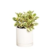 Photo Greendigs Peperomia Plant in White Ceramic Fluted 5-Inch Pot - Pet-Friendly Houseplant, Pre-potted with Premium Soil, best price $34.73, bestseller 2024