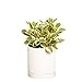Greendigs Peperomia Plant in White Ceramic Fluted 5-Inch Pot - Pet-Friendly Houseplant, Pre-potted with Premium Soil new 2024