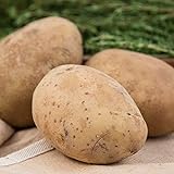 Photo Kennebec Seed Potato - Productive and Easy to Grow - Includes one 2-lb Bag - Can't Ship to States of ID, ME, MT, or NE, best price $19.99, bestseller 2024