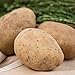 Kennebec Seed Potato - Productive and Easy to Grow - Includes one 2-lb Bag - Can't Ship to States of ID, ME, MT, or NE new 2024