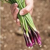 Photo David's Garden Seeds Bunching Onion Deep Purple 1565 (White) 200 Non-GMO, Open Pollinated Seeds, best price $3.45, bestseller 2024