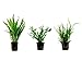 Tropica Pflanzen Set mit 3 Javarfarn Aquariumpflanzen Wasserpflanzen Nr.16 neu 2024