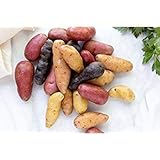 Photo Simply Seed - 10 Piece - Fingerling Potato Seed Mix - Non GMO - Naturally Grown - Order Now for Spring Planting, best price $13.99, bestseller 2024