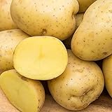 Photo Yukon Gold Seed Potato - Best Early Eating Potato on The Market - Includes one 2-lb Bag - Can't Ship to States of ID, ME, MT, or NE, best price $16.99 ($1.70 / Count), bestseller 2024