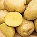 Yukon Gold Seed Potato - Best Early Eating Potato on The Market - Includes one 2-lb Bag - Can't Ship to States of ID, ME, MT, or NE new 2022