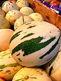 Photo 10 Snowball Melon Seeds | Hard to Find- Ships from Iowa, USA - Snow Leopard Melon Seeds, best price $10.96 ($1.10 / Count), bestseller 2024